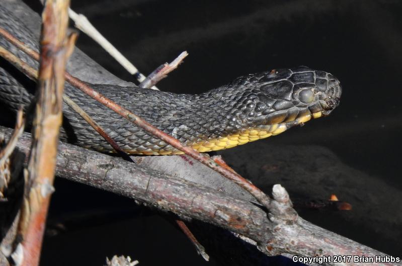 Blotched Watersnake (Nerodia erythrogaster transversa)