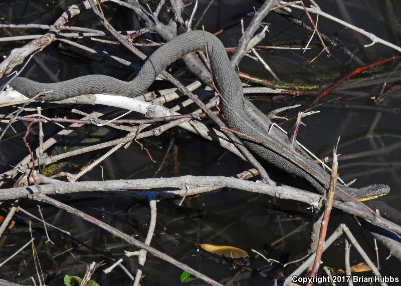 Blotched Watersnake (Nerodia erythrogaster transversa)