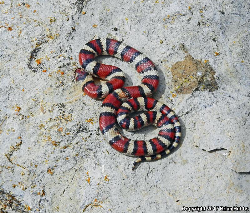 Red Milksnake (Lampropeltis triangulum syspila)