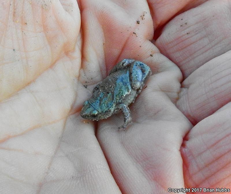 Western Narrow-mouthed Toad (Gastrophryne olivacea olivacea)