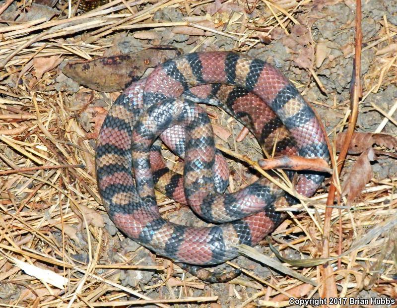 Red Milksnake (Lampropeltis triangulum syspila)