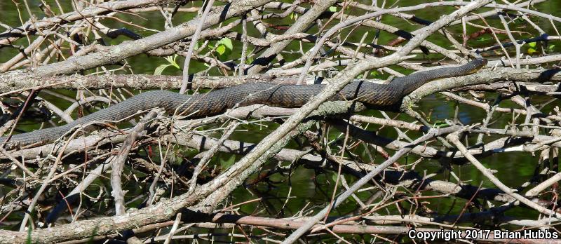 Blotched Watersnake (Nerodia erythrogaster transversa)