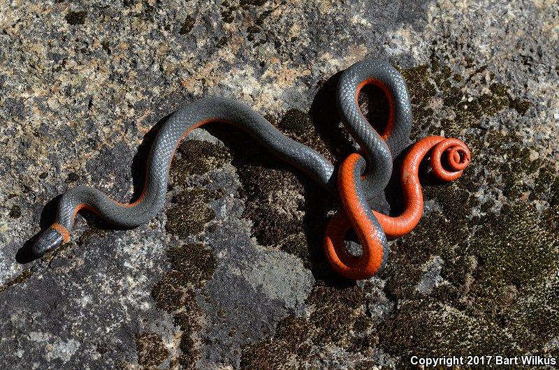 Coral-bellied Ring-necked Snake (Diadophis punctatus pulchellus)