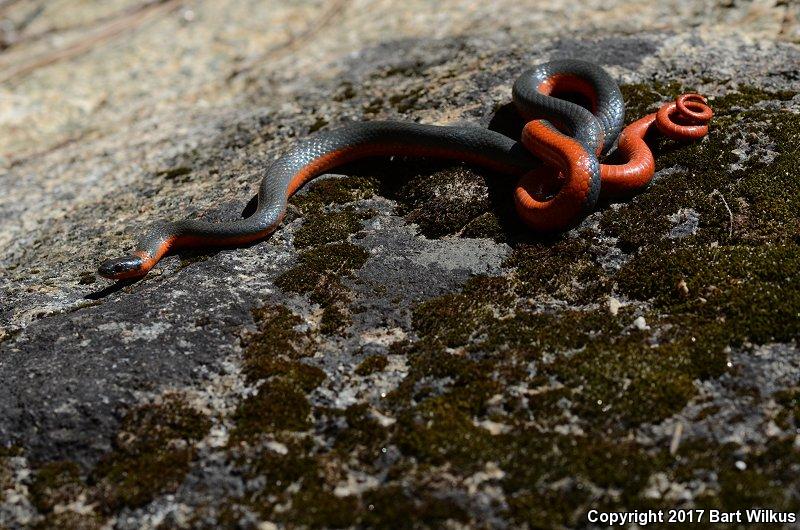 Coral-bellied Ring-necked Snake (Diadophis punctatus pulchellus)