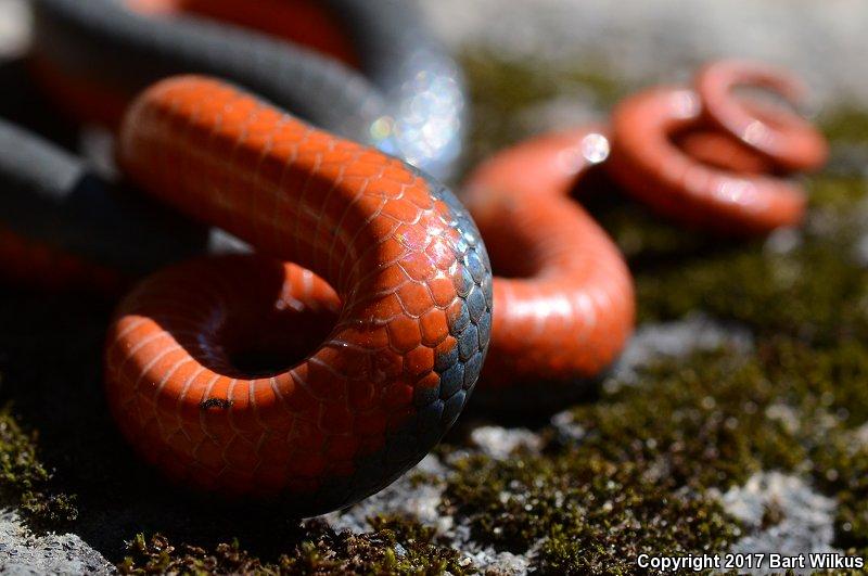 Coral-bellied Ring-necked Snake (Diadophis punctatus pulchellus)