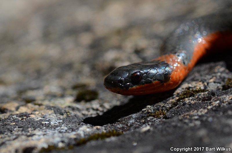 Coral-bellied Ring-necked Snake (Diadophis punctatus pulchellus)