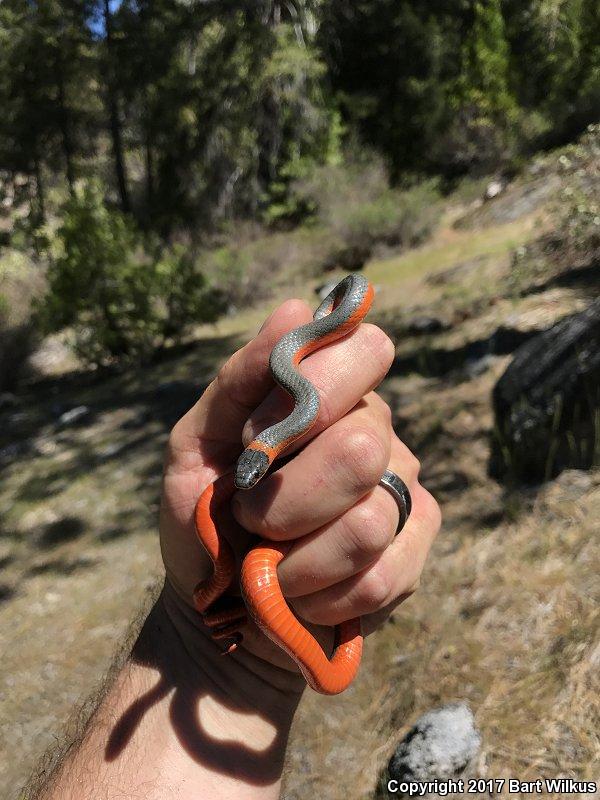 Coral-bellied Ring-necked Snake (Diadophis punctatus pulchellus)