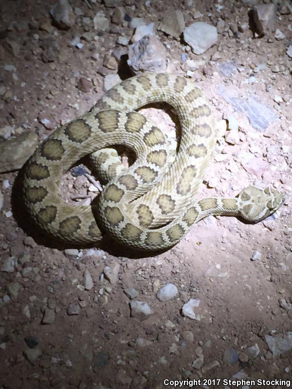 Grand Canyon Rattlesnake (Crotalus oreganus abyssus)