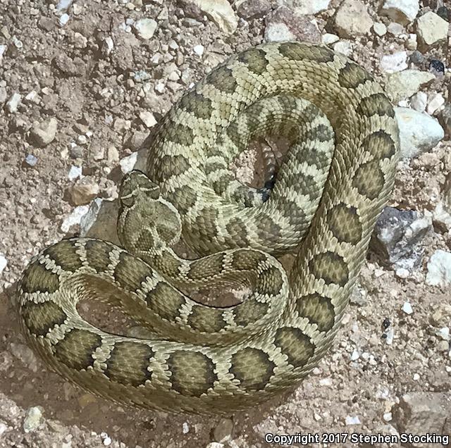 Grand Canyon Rattlesnake (Crotalus oreganus abyssus)