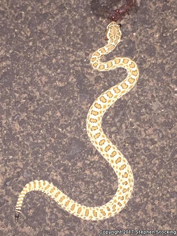 Grand Canyon Rattlesnake (Crotalus oreganus abyssus)