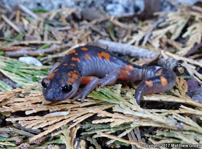 Sierra Nevada Ensatina (Ensatina eschscholtzii platensis)