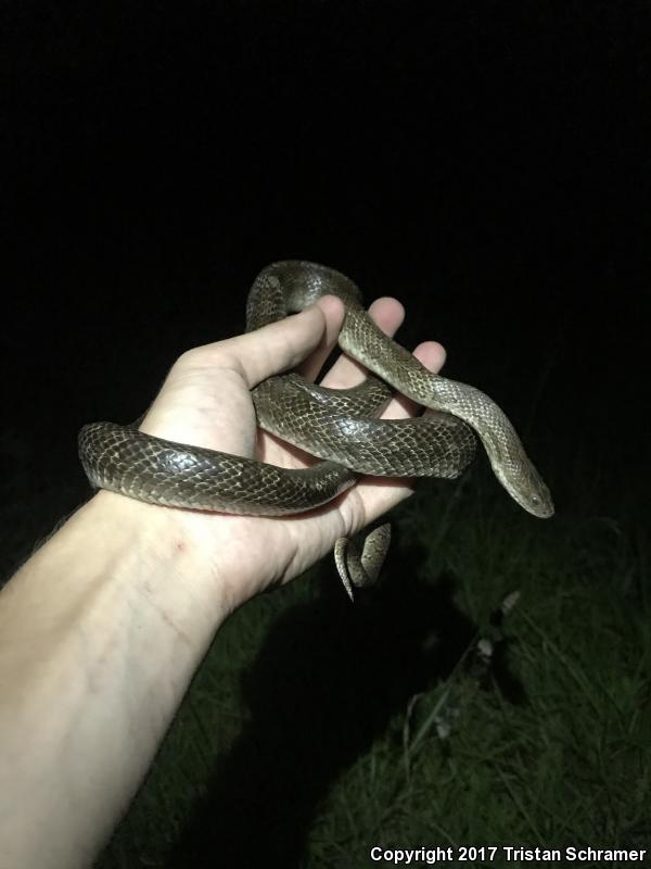 Prairie Kingsnake (Lampropeltis calligaster calligaster)