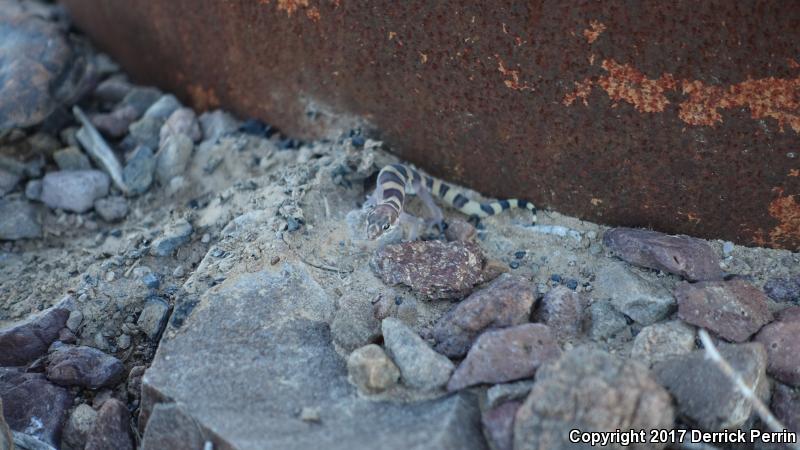 Texas Banded Gecko (Coleonyx brevis)