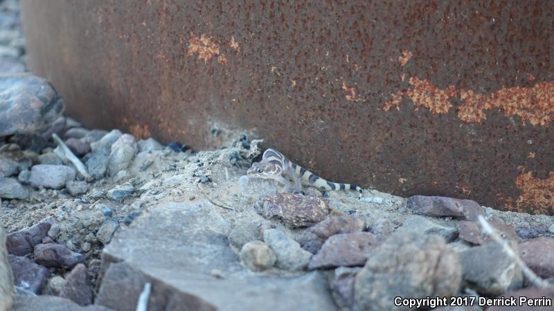 Texas Banded Gecko (Coleonyx brevis)