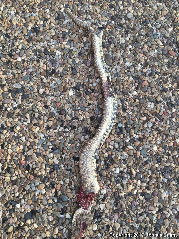 Plains Hog-nosed Snake (Heterodon nasicus)