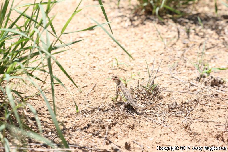 Sonoran Earless Lizard (Holbrookia elegans thermophila)