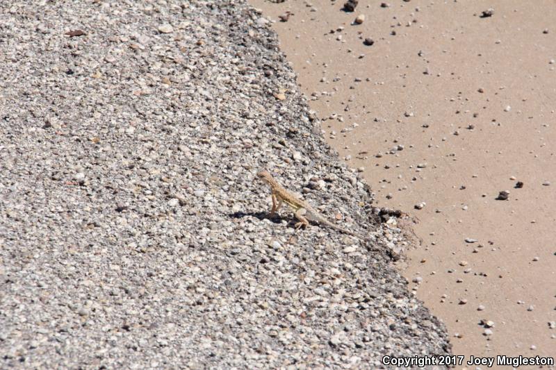 Sonoran Earless Lizard (Holbrookia elegans thermophila)