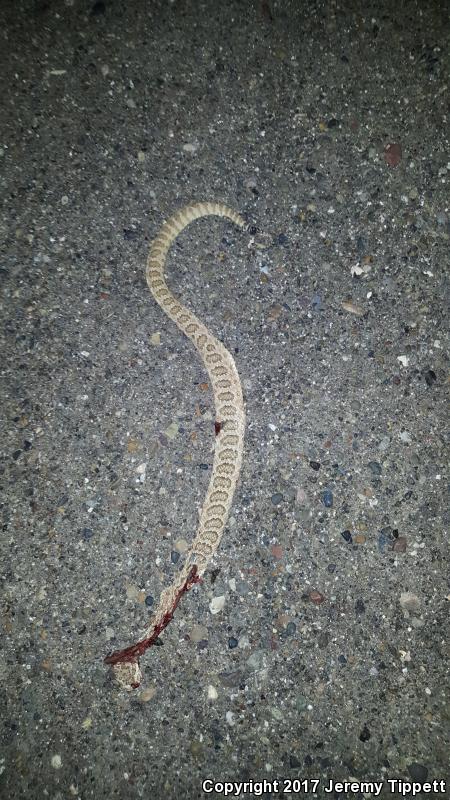 Grand Canyon Rattlesnake (Crotalus oreganus abyssus)