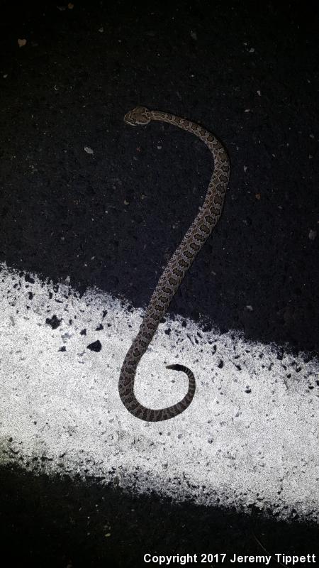 Grand Canyon Rattlesnake (Crotalus oreganus abyssus)