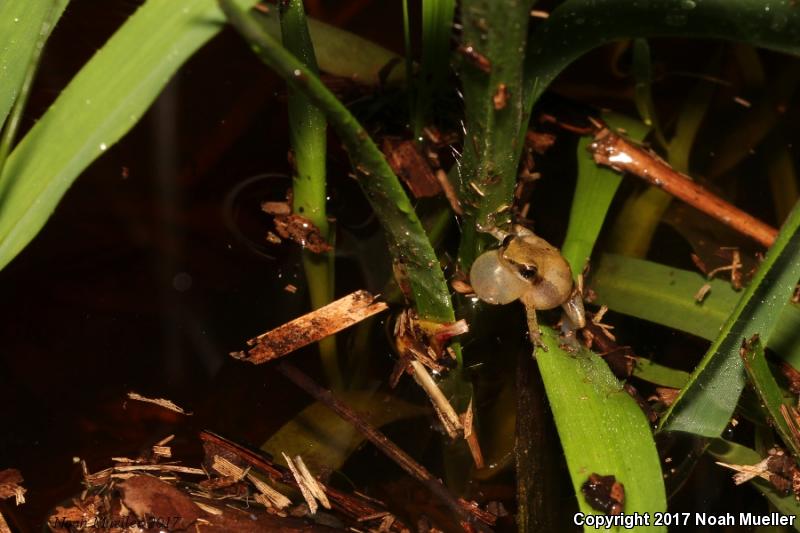 Little Grass Frog (Pseudacris ocularis)