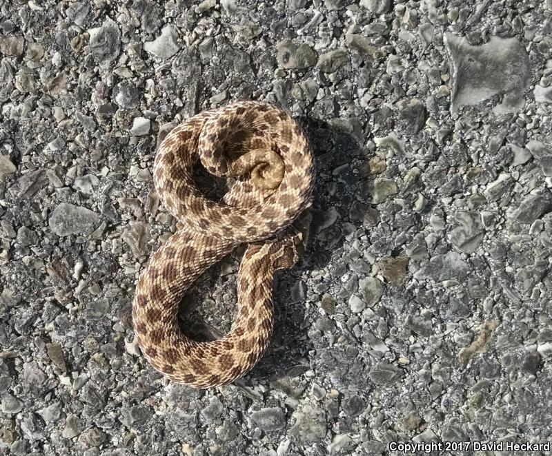 Mexican Hog-nosed Snake (Heterodon kennerlyi)