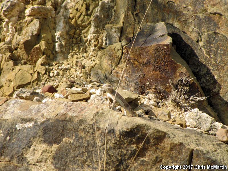 Round-tailed Horned Lizard (Phrynosoma modestum)