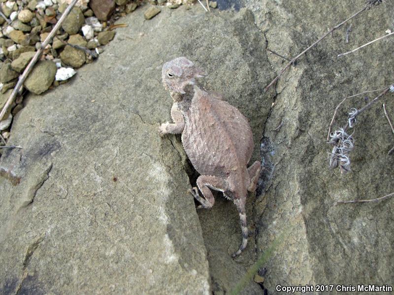 Round-tailed Horned Lizard (Phrynosoma modestum)