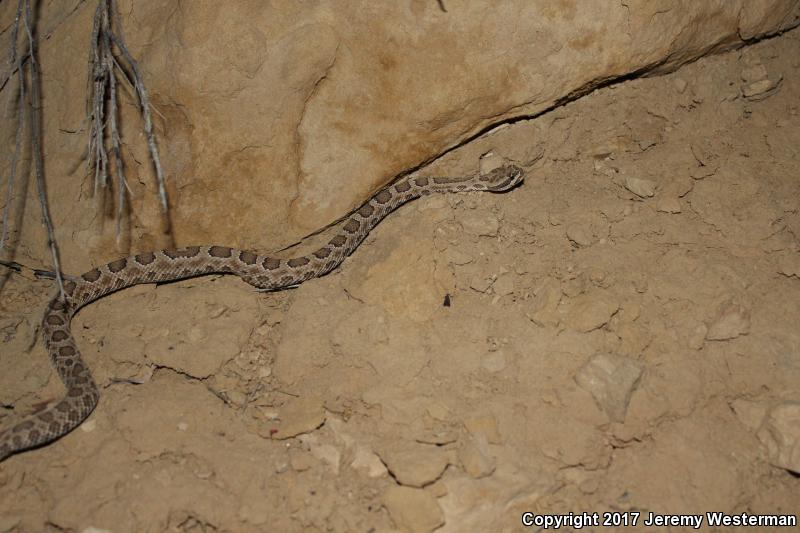 Grand Canyon Rattlesnake (Crotalus oreganus abyssus)