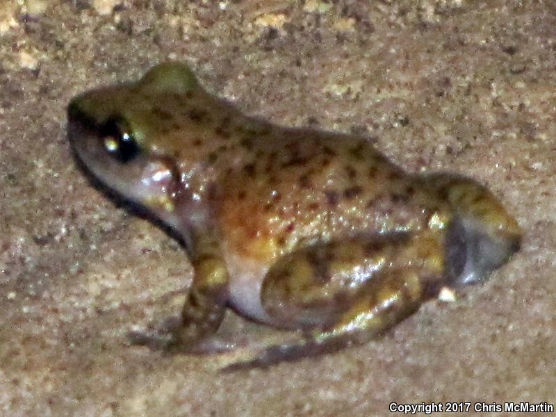 Cliff Chirping Frog (Eleutherodactylus marnockii)