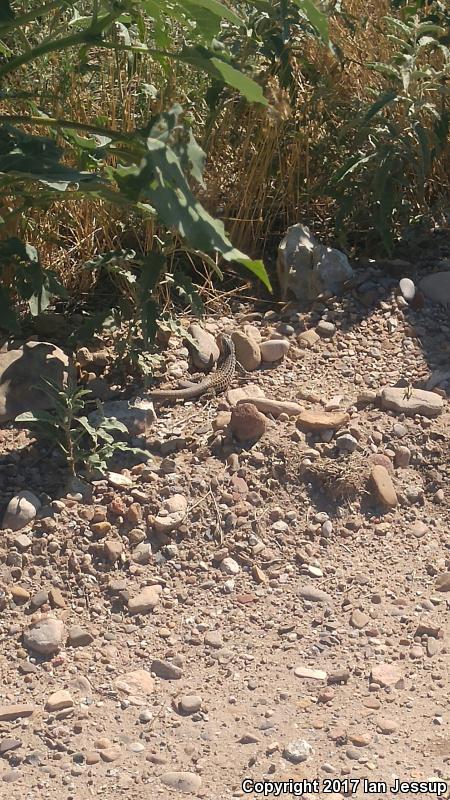 Colorado Checkered Whiptail (Aspidoscelis neotesselata)