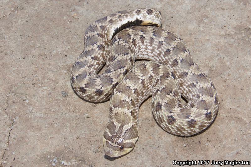 Mexican Hog-nosed Snake (Heterodon kennerlyi)