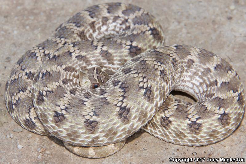 Mexican Hog-nosed Snake (Heterodon kennerlyi)