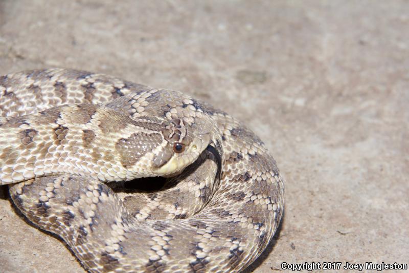 Mexican Hog-nosed Snake (Heterodon kennerlyi)