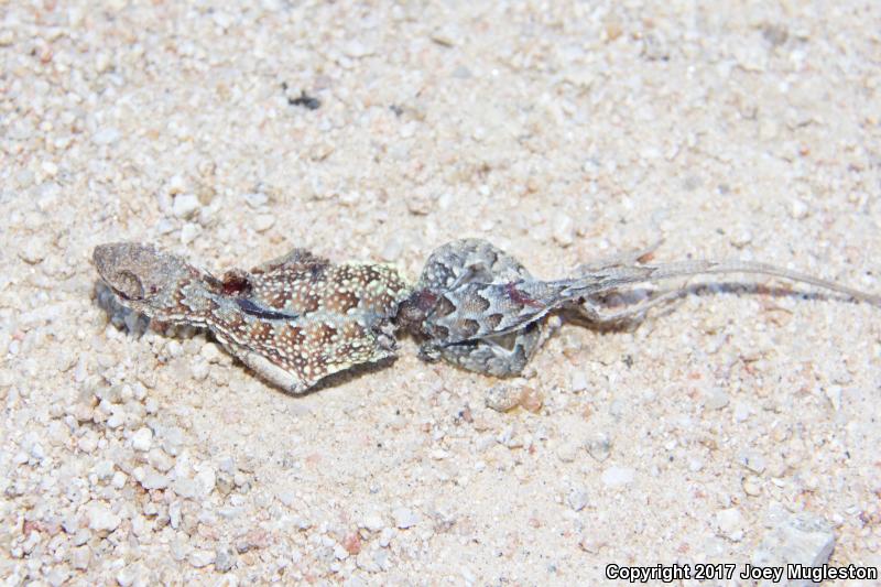 Sonoran Earless Lizard (Holbrookia elegans thermophila)