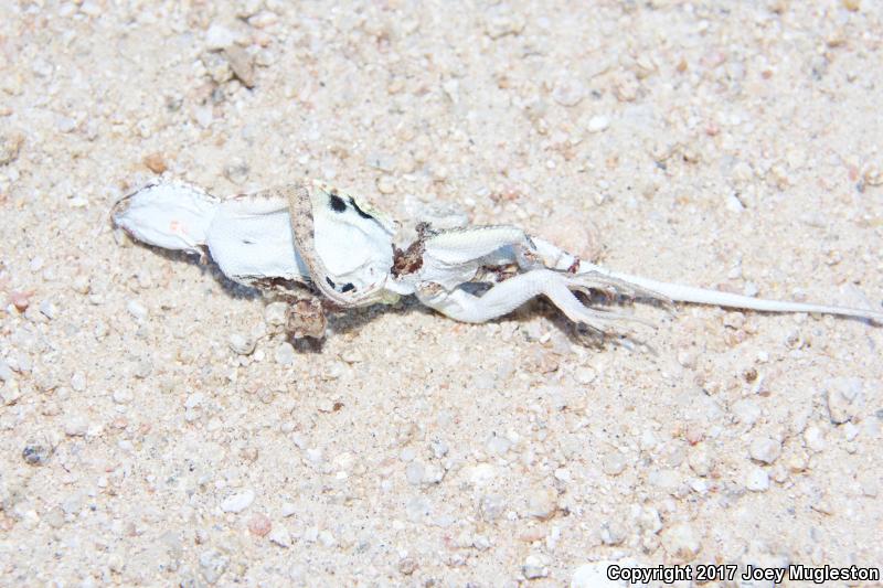 Sonoran Earless Lizard (Holbrookia elegans thermophila)