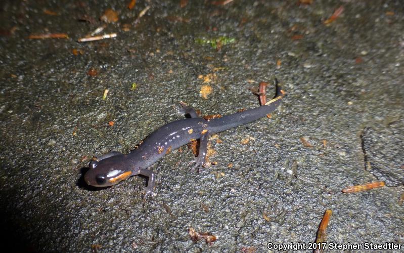 Red-cheeked Salamander (Plethodon jordani)