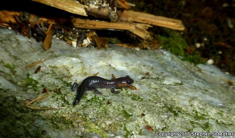 Red-cheeked Salamander (Plethodon jordani)