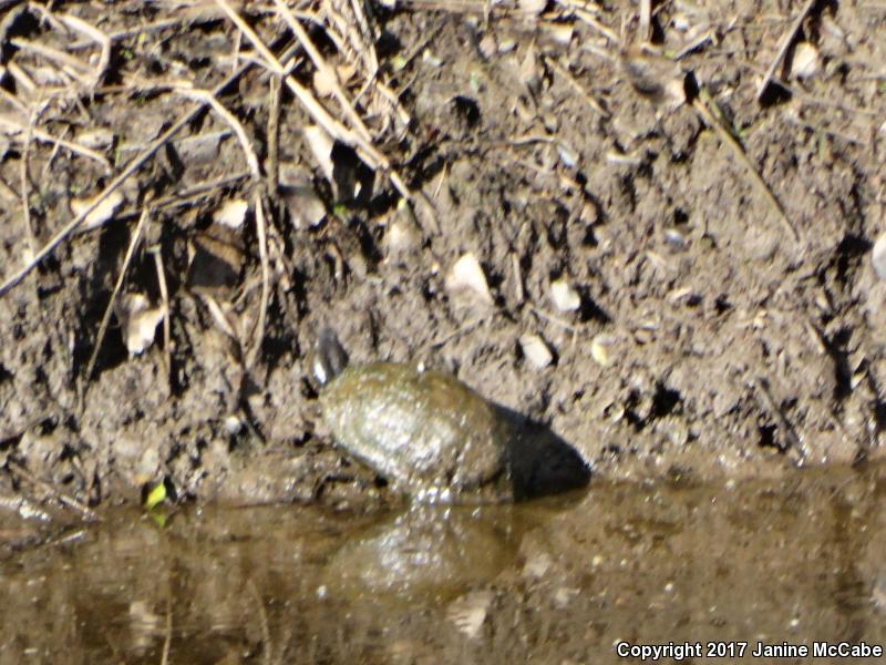 Sonoran Mud Turtle (Kinosternon sonoriense)