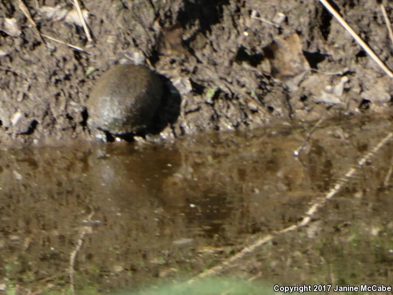 Sonoran Mud Turtle (Kinosternon sonoriense)