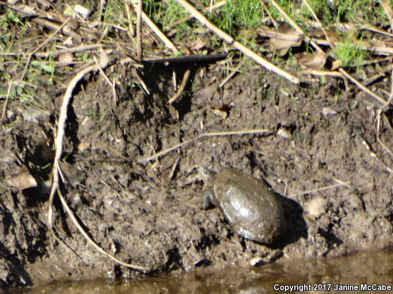 Sonoran Mud Turtle (Kinosternon sonoriense)