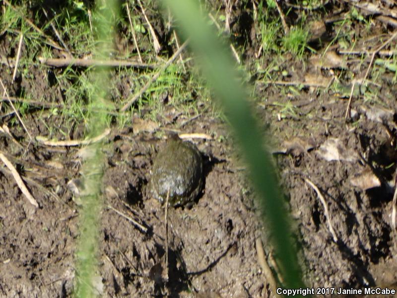 Sonoran Mud Turtle (Kinosternon sonoriense)