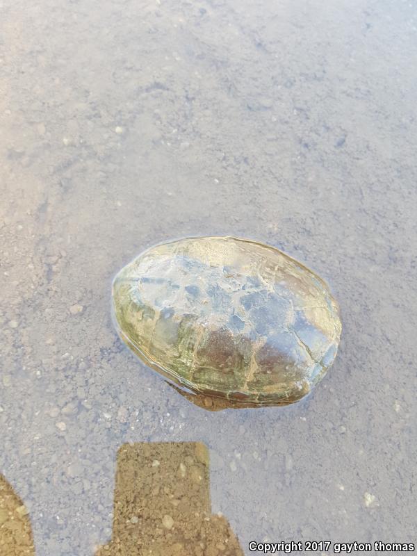 Sonoran Mud Turtle (Kinosternon sonoriense)