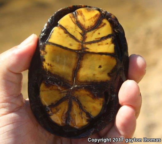 Sonoran Mud Turtle (Kinosternon sonoriense)