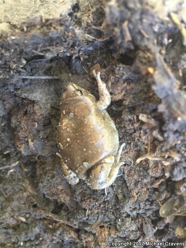 Western Narrow-mouthed Toad (Gastrophryne olivacea)