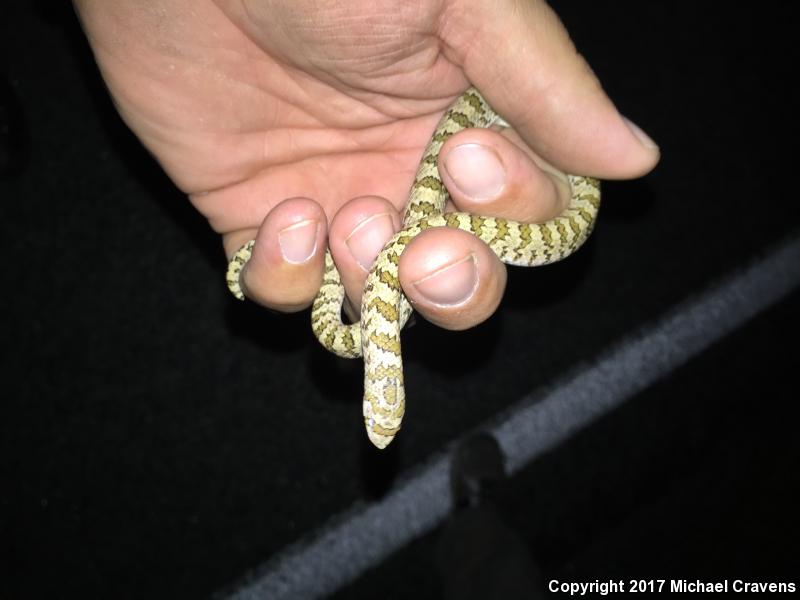 Chihuahuan Hook-nosed Snake (Gyalopion canum)