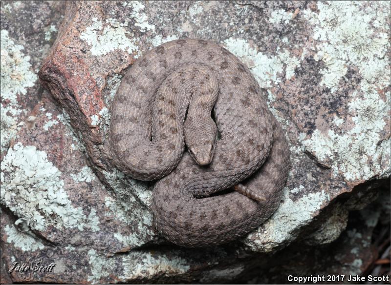Twin-spotted Rattlesnake (Crotalus pricei)