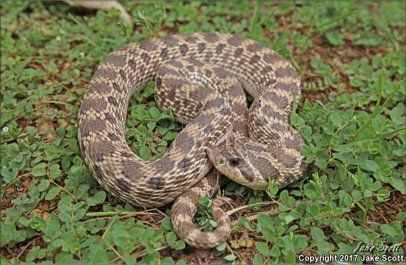 Mexican Hog-nosed Snake (Heterodon kennerlyi)