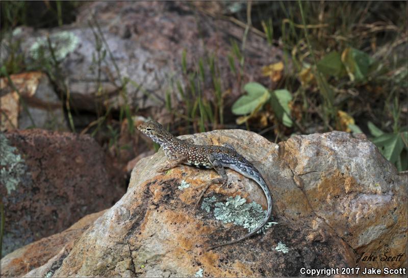 Sonoran Earless Lizard (Holbrookia elegans thermophila)