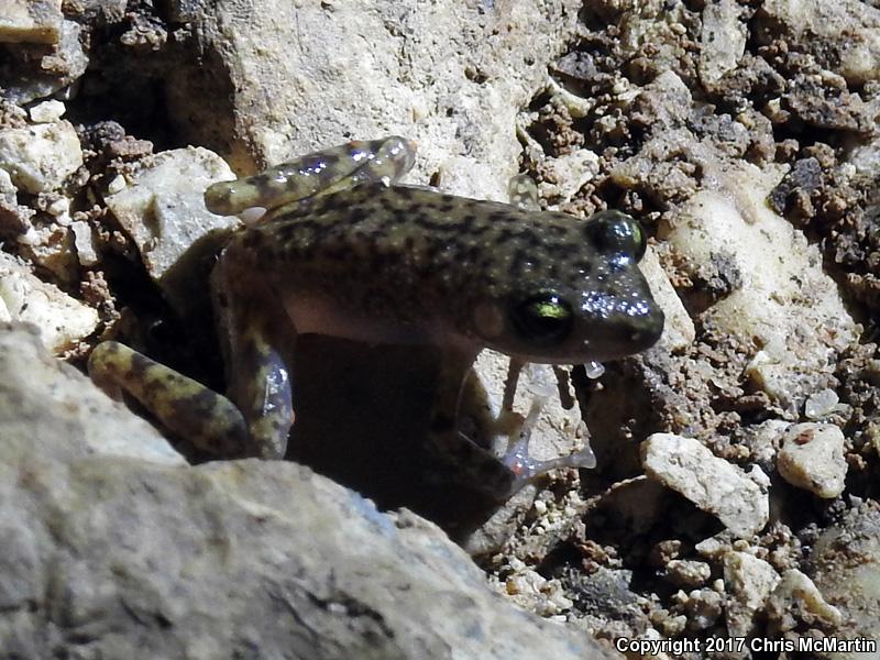 Cliff Chirping Frog (Eleutherodactylus marnockii)