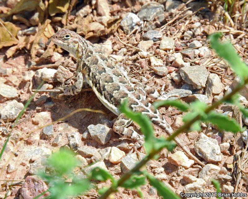 Speckled Earless Lizard (Holbrookia maculata approximans)